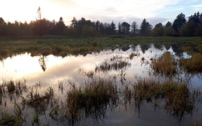 STUDY VISIT TO SHANNON TOWN WETLANDS TO SHOWCASE COMMUNITY LED CONSERVATION IN ACTION